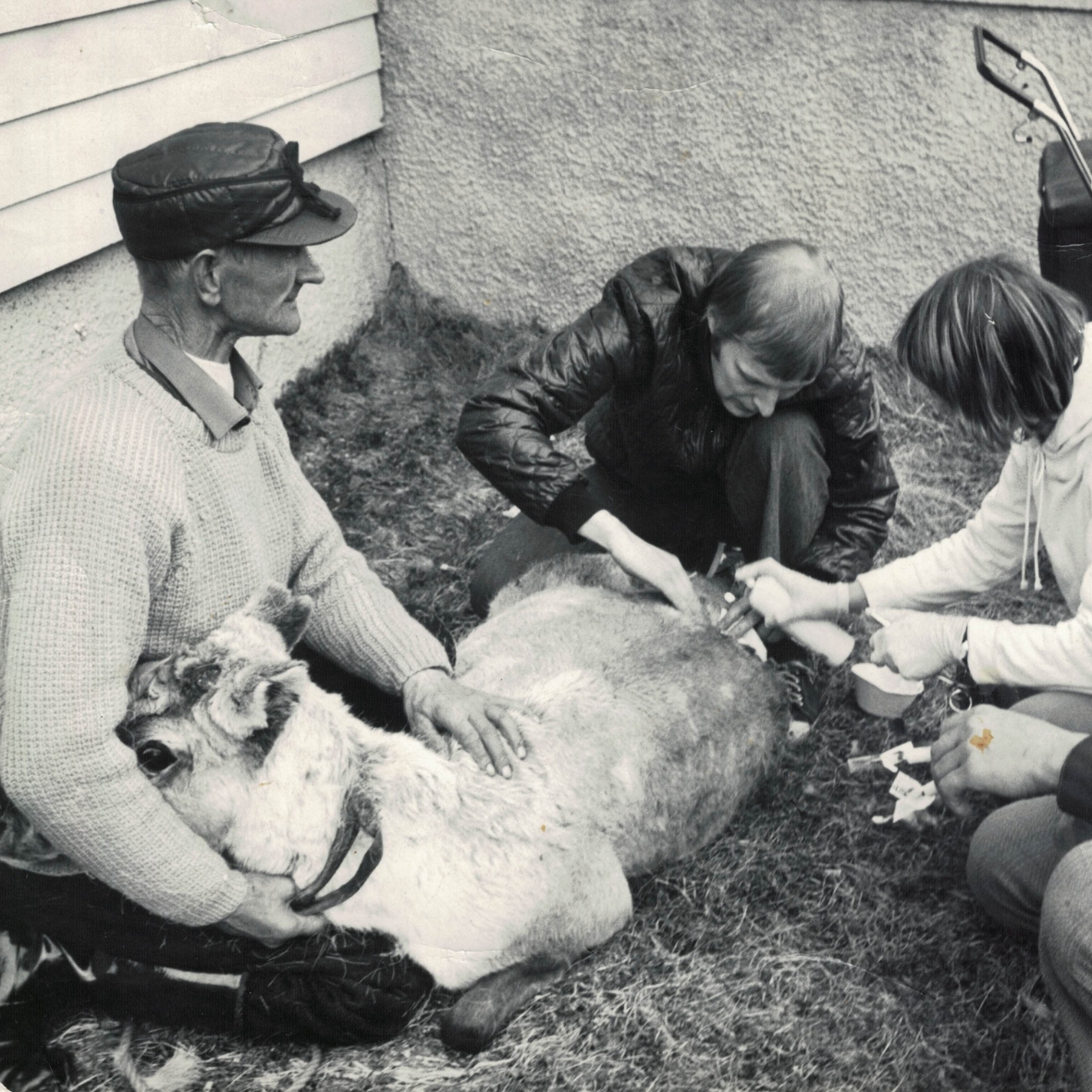 Ihmislääkäri eläinlääkärinä. Henkilöt kuvassa Sulo Miinalainen, Pekka, Sirpa ja Anu Harve, Erkki Sorri.
