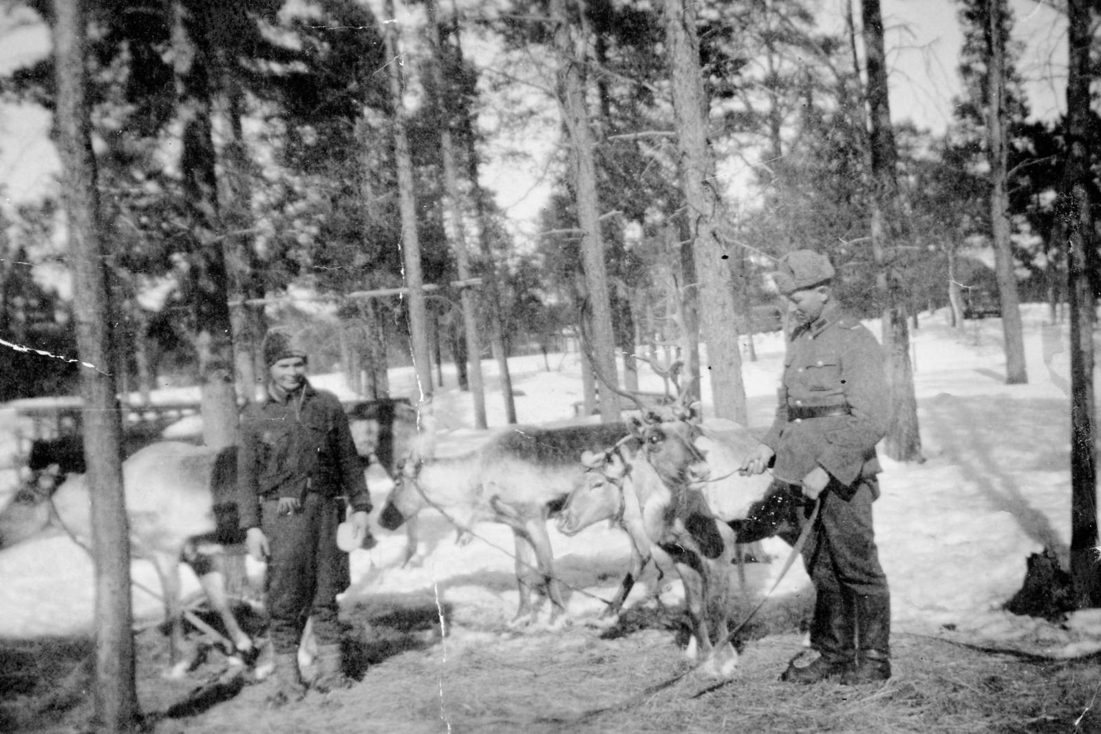 Poroja ja sotilaita talvella.