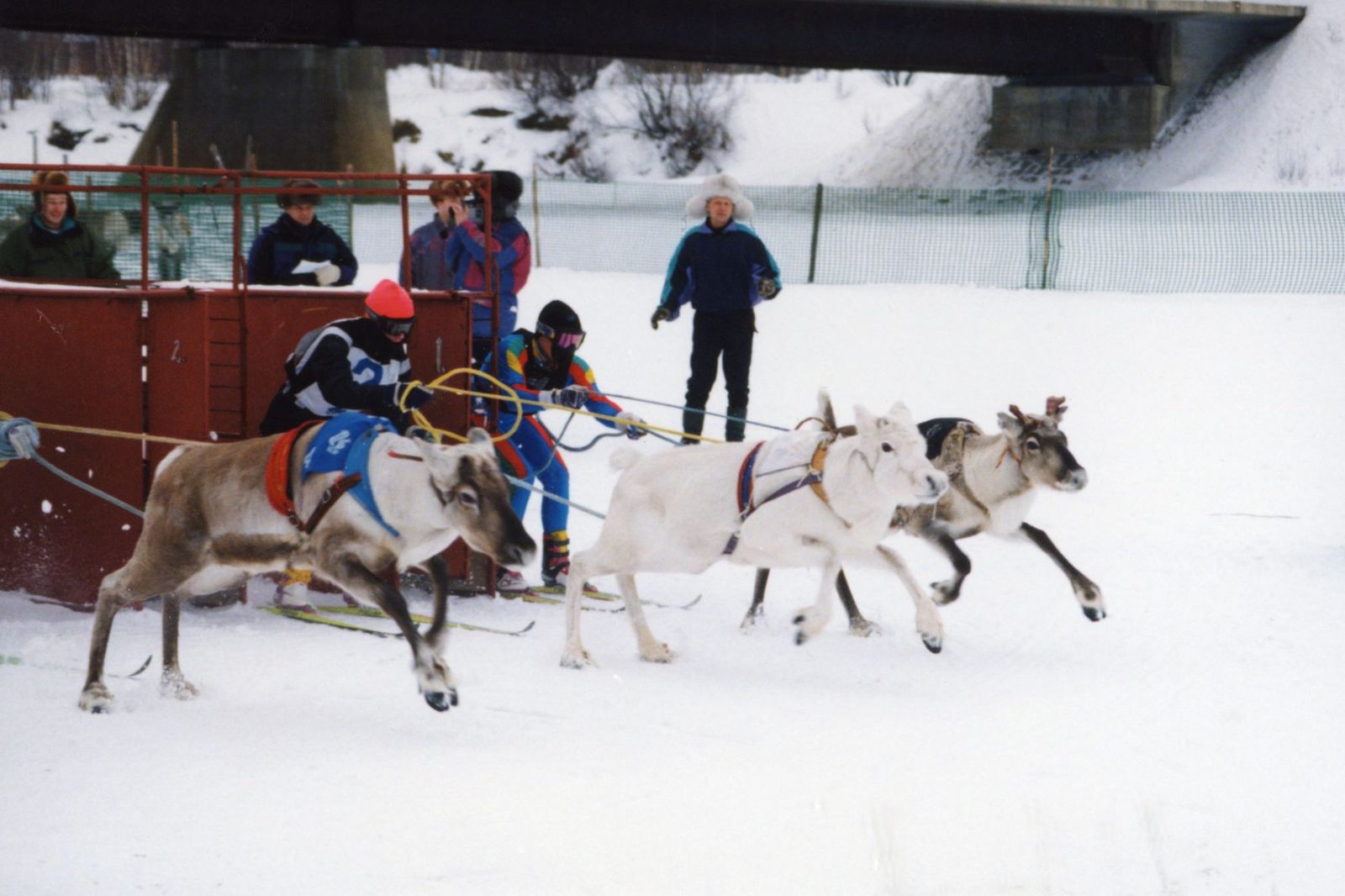 Porokisat Ivalossa.